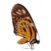 Papilio Zagreus Chrysoxanthus (F)
