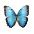 Morpho Helenor Peleides
