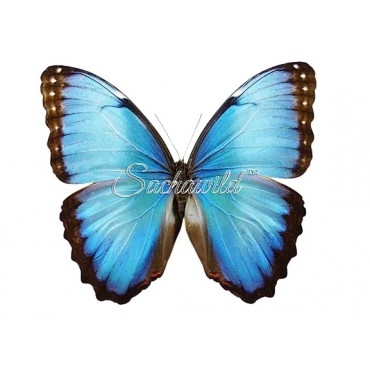 Morpho Helenor Peleides