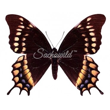 Pterourus Warscewiczii Mercedes