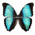 Morpho Deidamia Mariae (M)