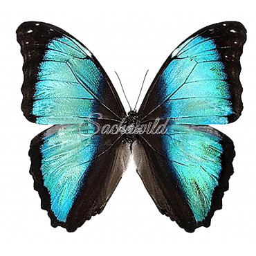 Morpho Deidamia Mariae (M)