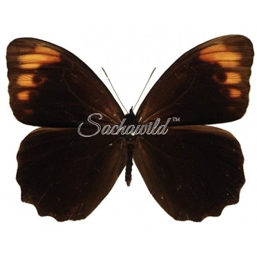 Pronophila Unifasciata