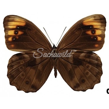 Pronophila Unifasciata