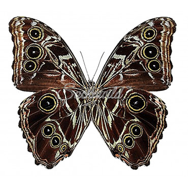 Morpho Deidamia Mariae (M)