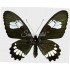 Parides Erlaces Lacydes