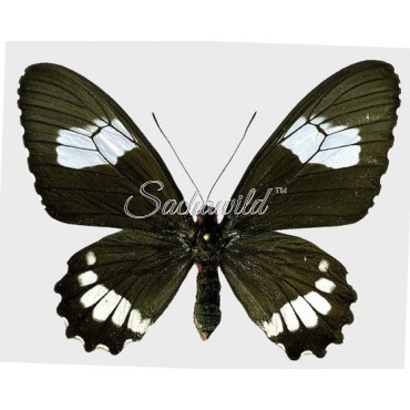 Parides Erlaces Lacydes