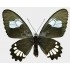 Parides Erlaces Lacydes