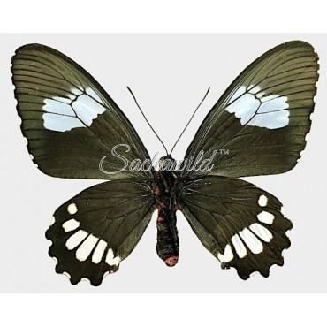 Parides Erlaces Lacydes