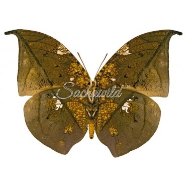 Coenophlebia Archidona (Male)