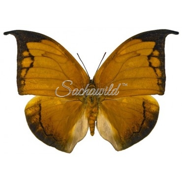 Coenophlebia Archidona (Male)