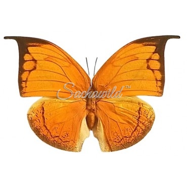 Coenophlebia Archidona (Female)