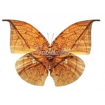 Coenophlebia Archidona (Female)