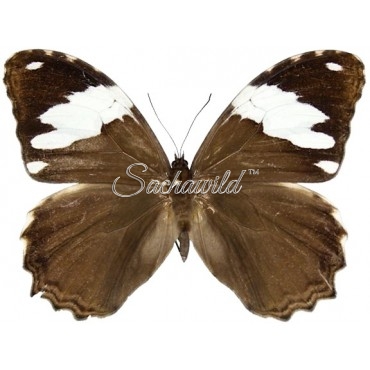 Manataria Hercyna Hyrnethia