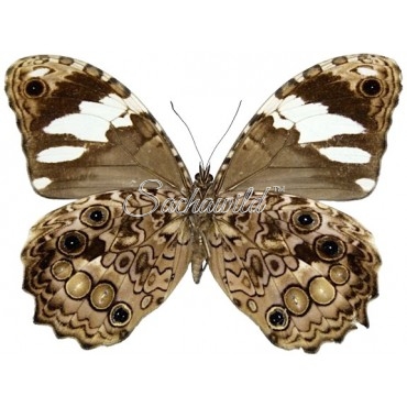 Manataria Hercyna Hyrnethia