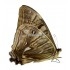 Morpho Sulkowsky Calderoni
