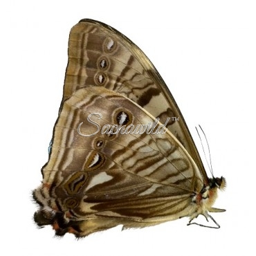 Morpho Sulkowsky Calderoni