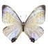 Morpho Sulkowsky Calderoni