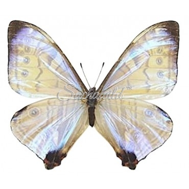 Morpho Sulkowsky Calderoni