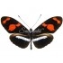 Heliconius Telesiphe Telesiphe
