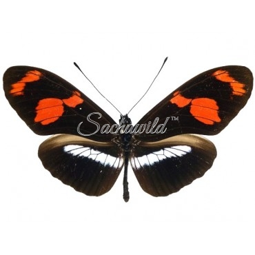 Heliconius Telesiphe Telesiphe