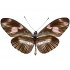 Heliconius Telesiphe Telesiphe