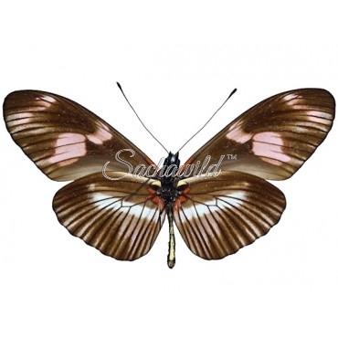 Heliconius Telesiphe Telesiphe