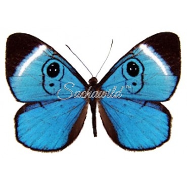 Mesosemia Loruhama (Male, Recto)