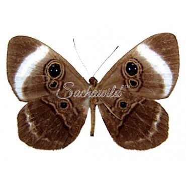 Mesosemia Loruhama (Male, Verso)