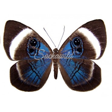 Mesosemia Loruhama (Female, Recto)