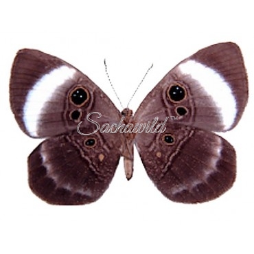 Mesosemia Loruhama (Female, Verso)