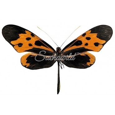 Mechanitis Messenoides Deceptus (M)