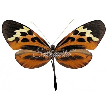 Melinaea Satevis Tarapotensis