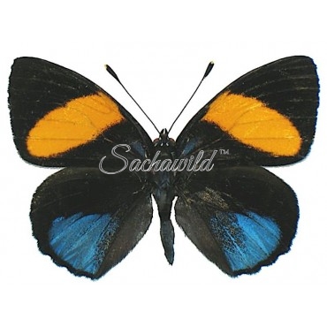 Callicore Tolima (M)