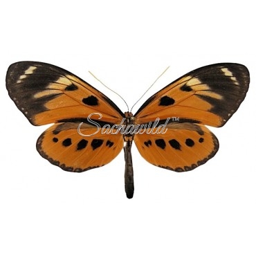 Athyrtis Mechanitis Salvini