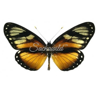 Eresia Datis Phaedima