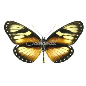 Eresia Datis Phaedima Eresia Datis Phaedima