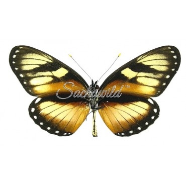 Eresia Datis Phaedima