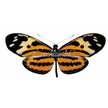 Eueides Isabella Dissoluta