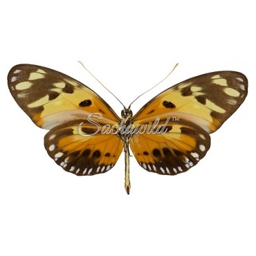 Heliconius Numata Silvana