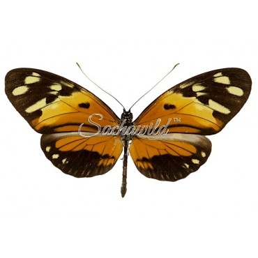 Heliconius Numata Silvana