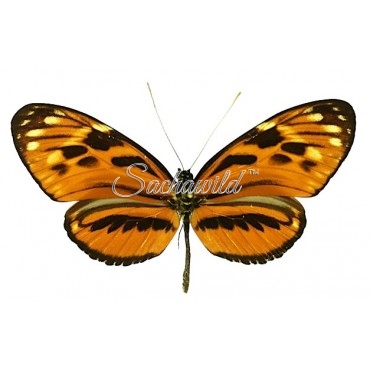 Heliconius Hecale Felix Versicolor