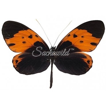 Heliconius Numata Bicoloratus