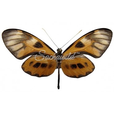 Callithomia Alexirrhoe Butes