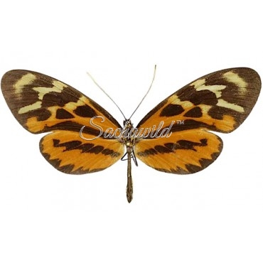 Mechanitis Polymnia Eurydice