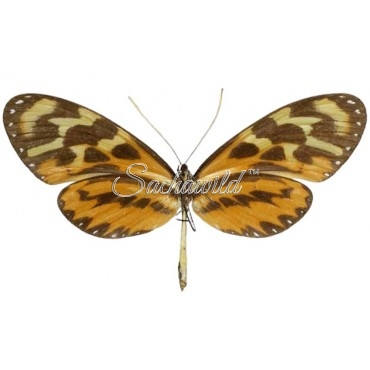 Mechanitis Polymnia Eurydice (M)