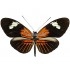 Heliconius Melpomeme Aglaope