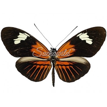 Heliconius Melpomeme Aglaope