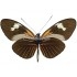 Heliconius Melpomeme Aglaope