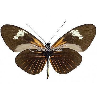 Heliconius Melpomeme Aglaope